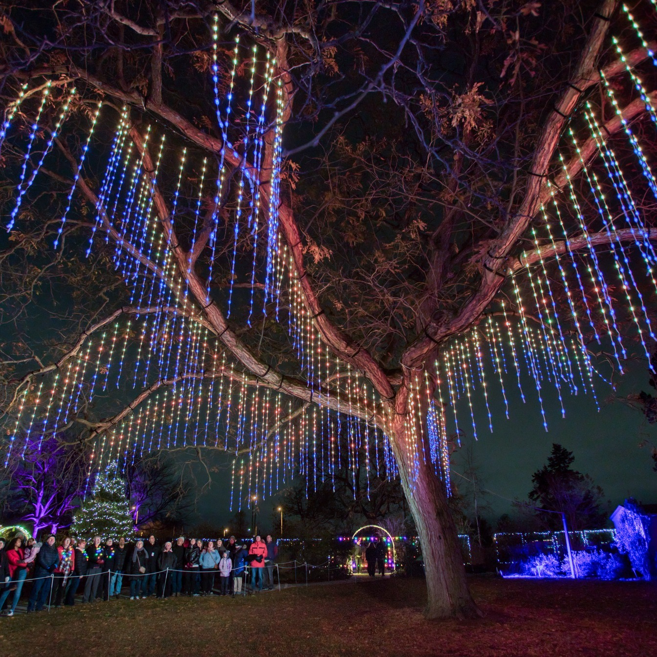 Winter Wonders - Taste of Burlington